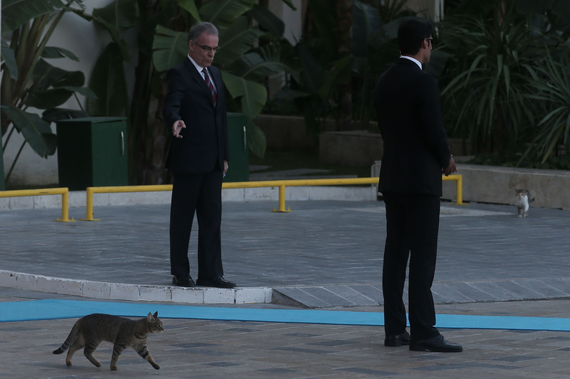 Illustration for article titled Stray Cats Invade the G20 Summit, Bold as Can Be